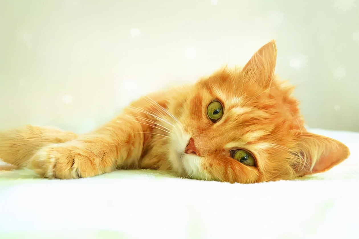 常见猫咪皮肤病,猫咪常见的皮肤病配图和名称