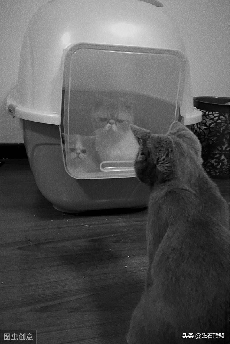 猫咪知识科普养猫攻略,新手养猫需要教些猫咪什么