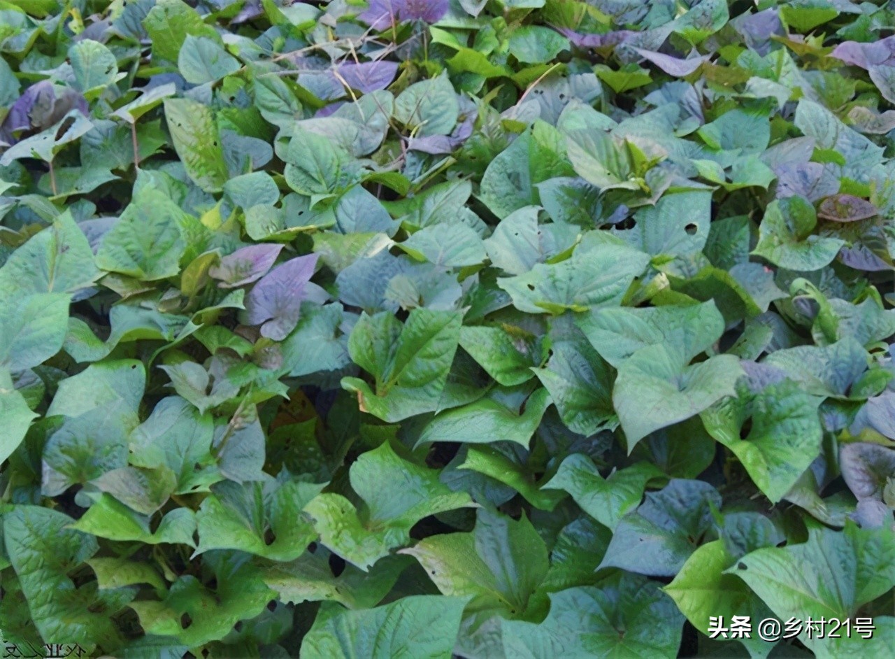 红薯只长秧不结红薯,红薯只长秧子不结薯