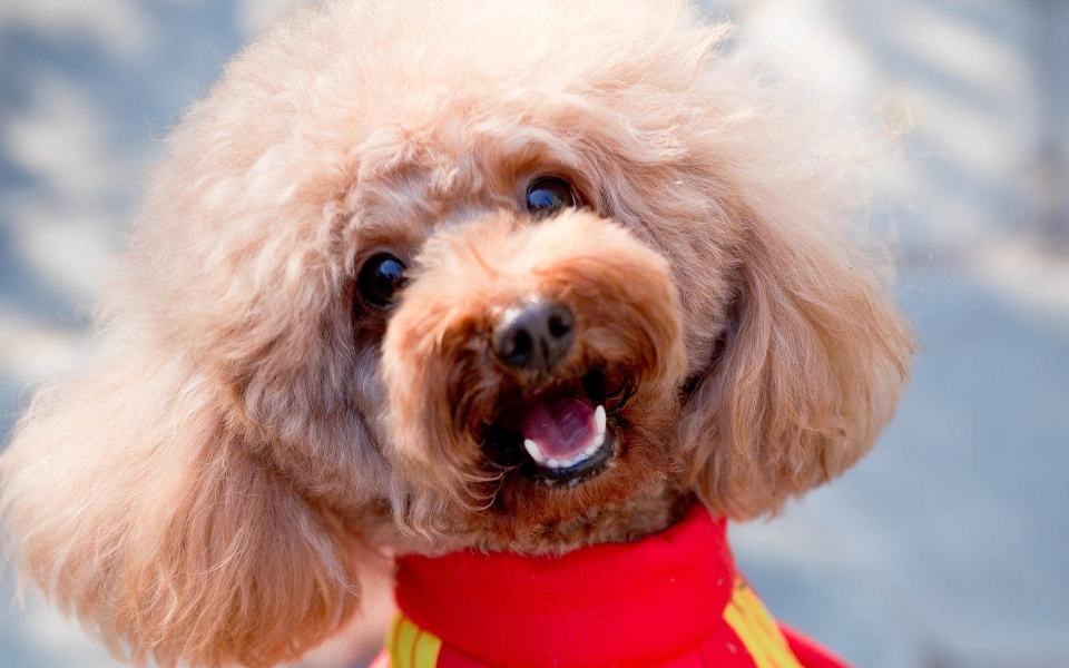 为什么会有那么多人弃养猫,为什么那么多人遗弃宠物