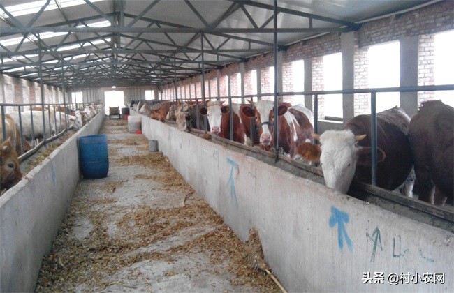 农村养牛怎样提高经济效益,农村养牛赚钱快哪个办法好