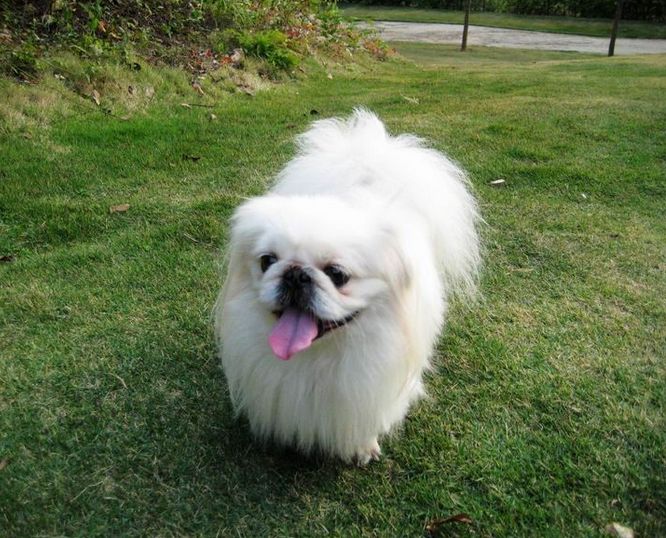 宠物狗小型犬品种排名大全及图片,性格温顺的小型犬有哪些