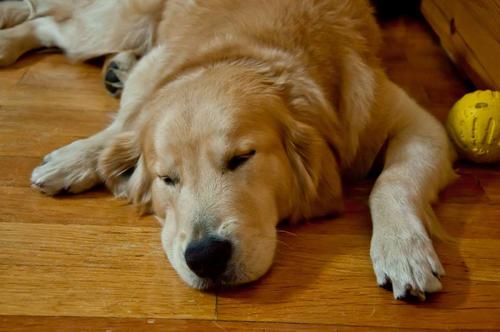 养狗家庭常备药品，你备齐了吗？