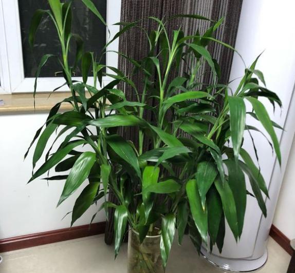 养富贵竹最正确方法,怎么样才能让富贵竹养活