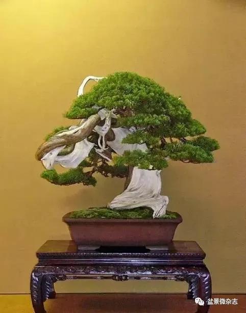 日本黄金光叶榉盆景 (日本风神盆景图片)