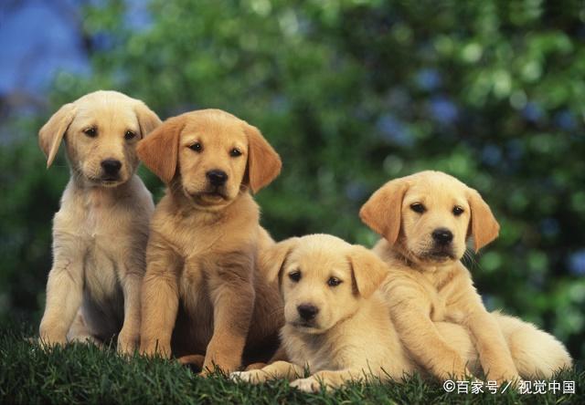 金毛和拉布拉多为什么不一样,金毛和拉布拉多哪个更友好聪明