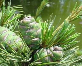 中华人民共和国野生植物保护名录,濒危保护植物名录药用植物多少种