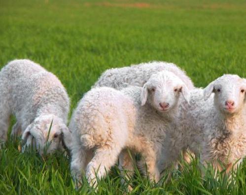 想拥有赵丽颖同款肌肤？这款澳洲绵羊油，冬天也能焕发“新肌”