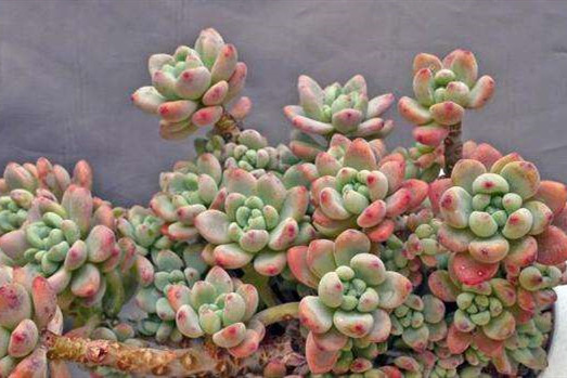 想要养好花几招教会你,劳尔怎么养出果冻色