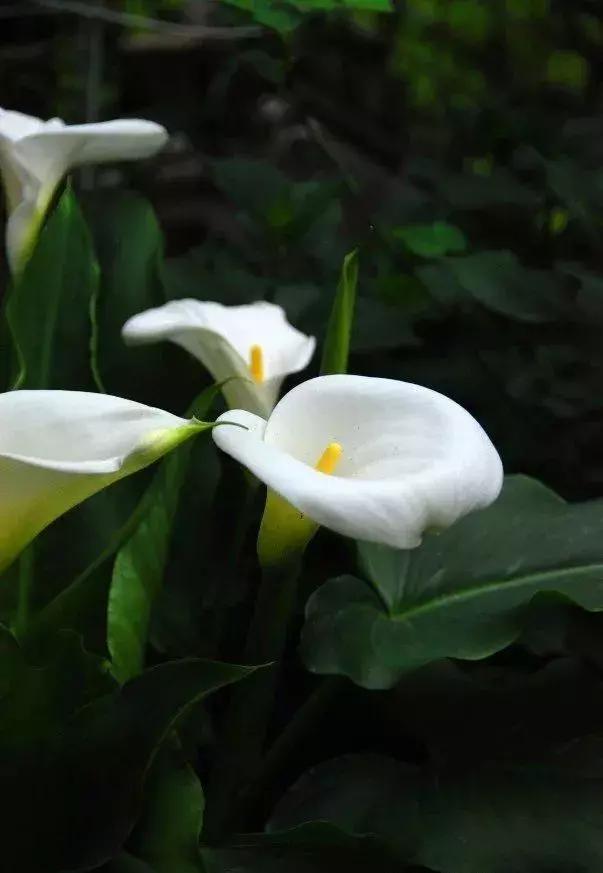 马蹄莲和铜钱草区别,半土半水铜钱草养护分享