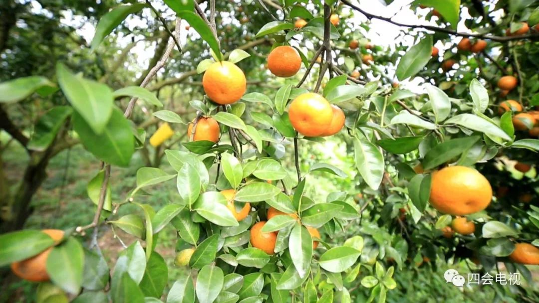 广东复种沙糖桔基地,沙糖桔种植基地规划图