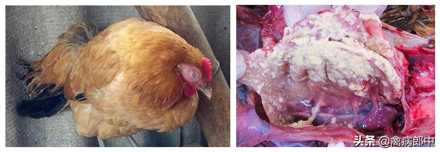 病例分享:看我如何四天治愈鸡群呼吸道!值得收藏