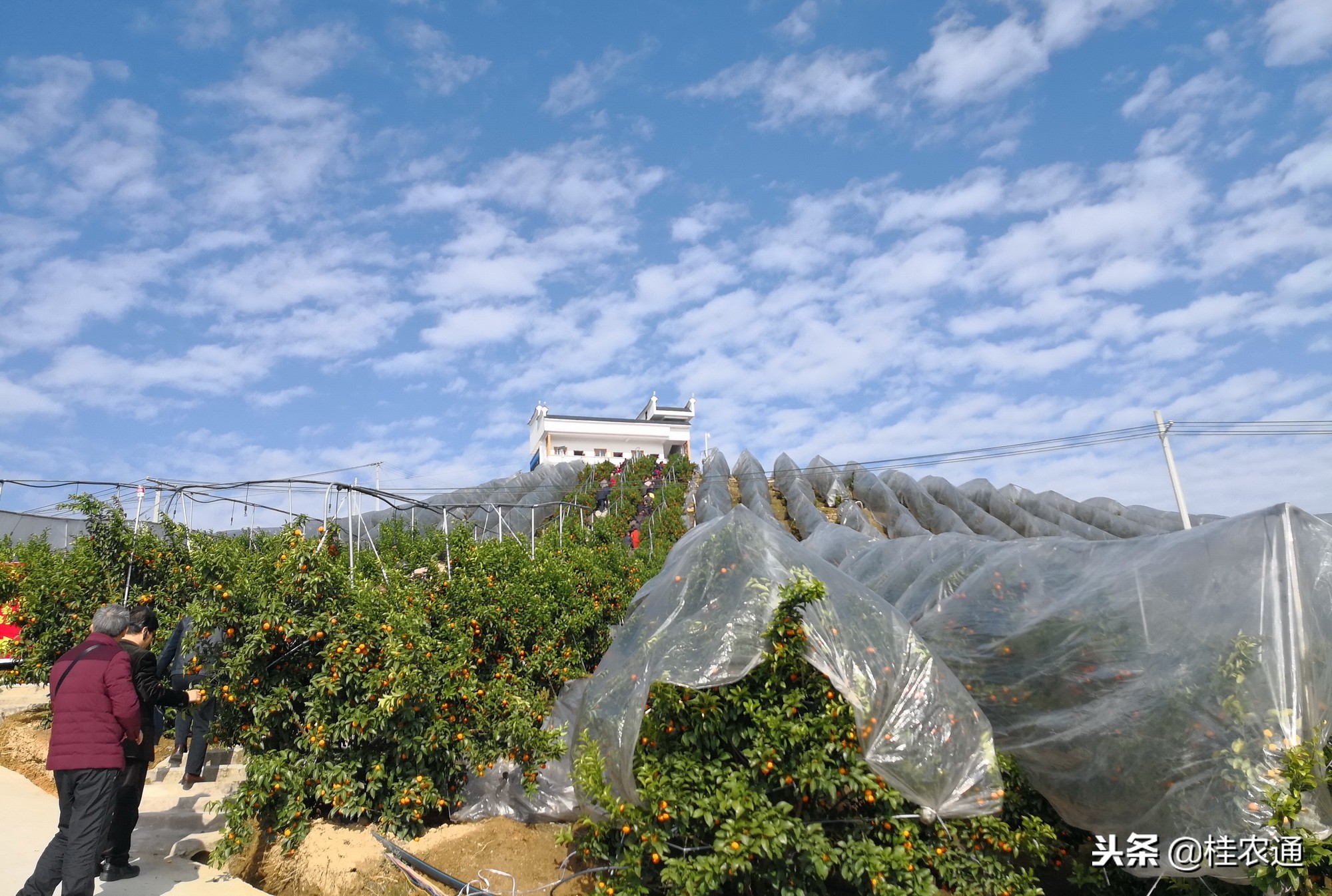 广西水果连续5年全国第一,广西水果产量居全国第一