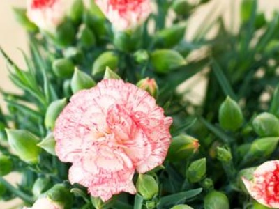 康乃馨发软发黄应怎么办,康乃馨叶子发黄干枯是怎么回事