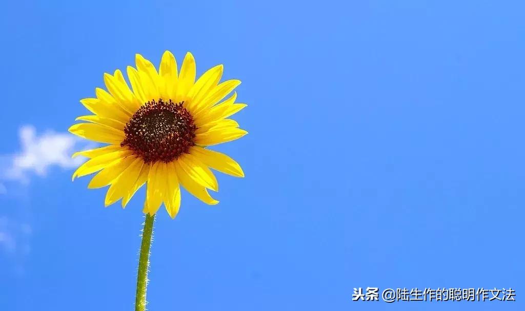 习作这一周发生的事,习作事件素材