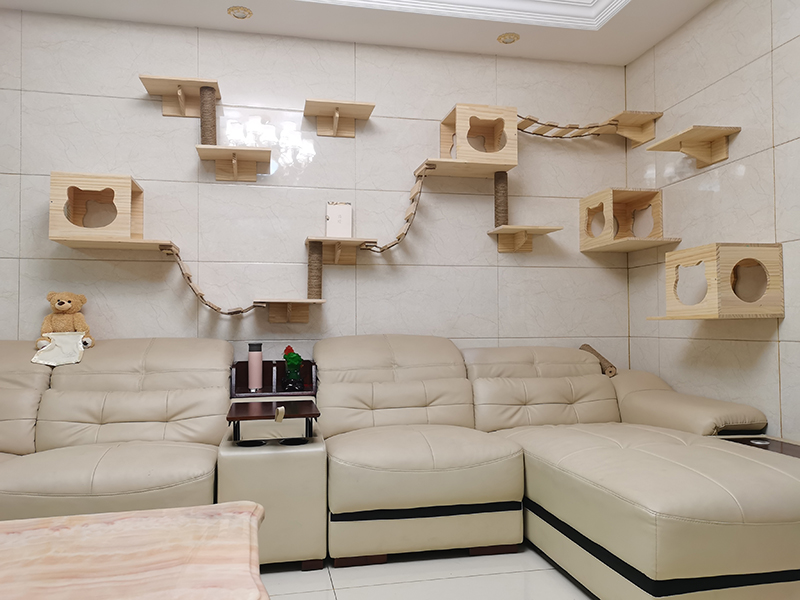 新手养猫必备好物新手铲屎官必看,养猫家庭装修要注意什么