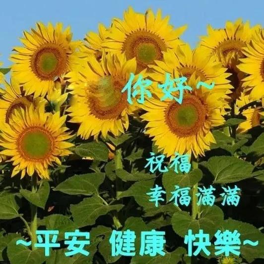 问好表情包｜我喜欢你，像日月轮流交替，不理朝夕