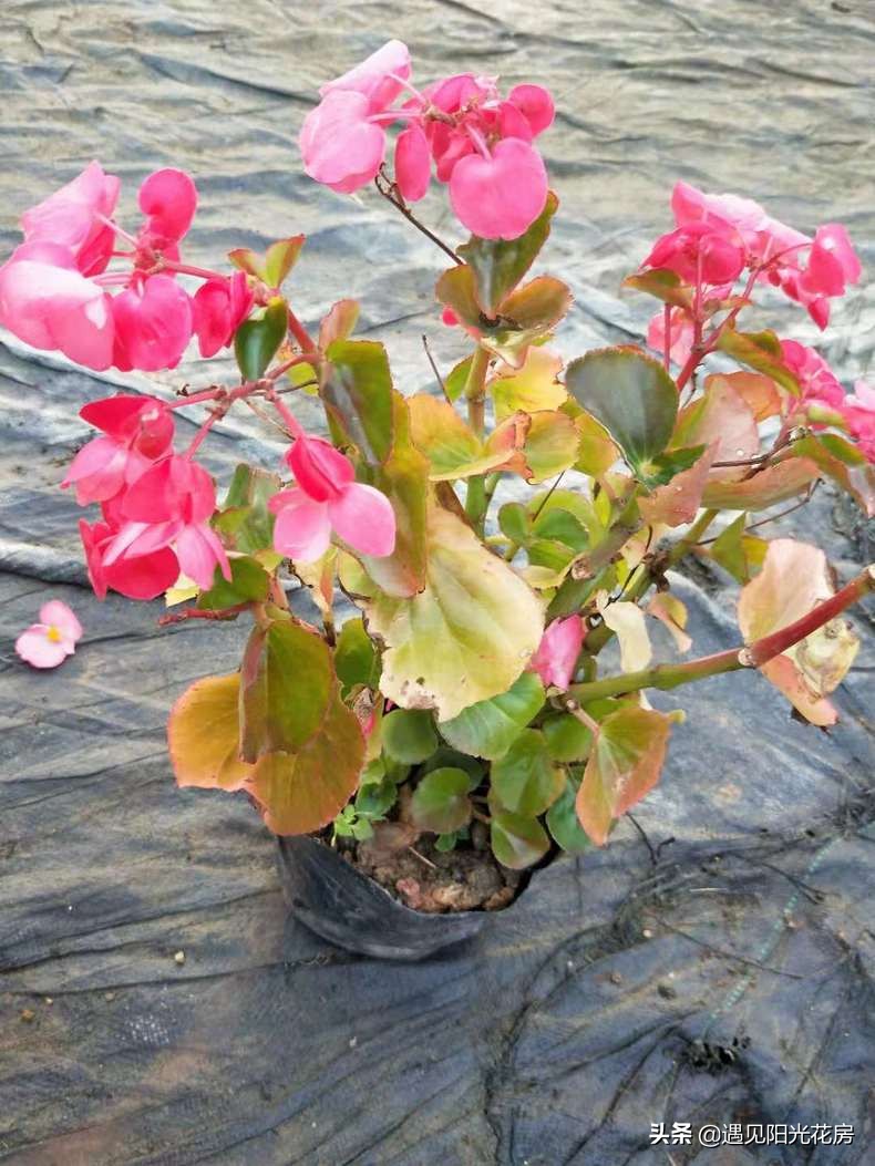 四季秋海棠怎么养护和管理,四季海棠初春烂叶怎么养殖