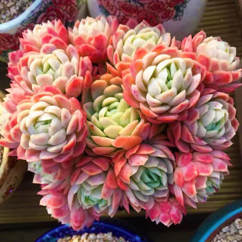 多肉早安图片大全,多肉大全100图