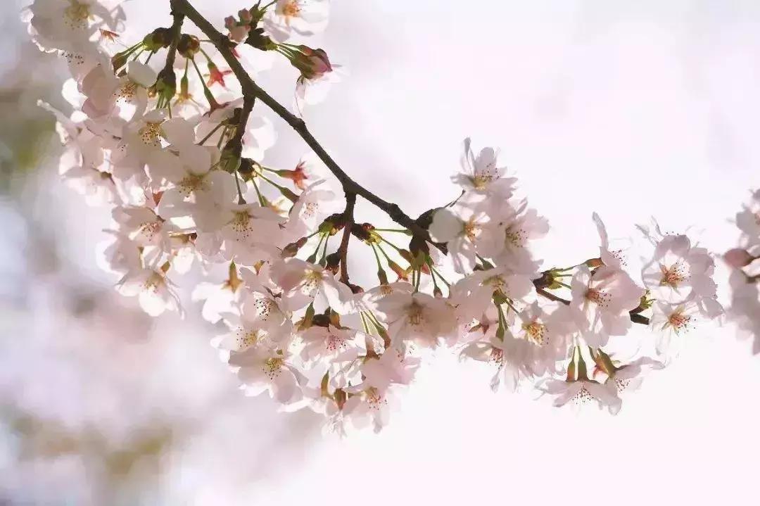 大美宣汉清明出游,大美宣汉完整视频