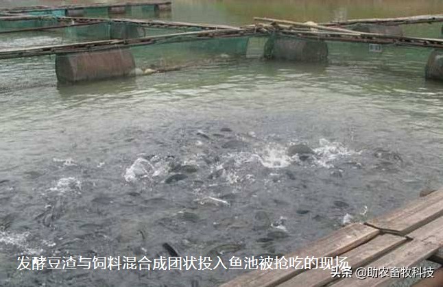 豆渣发酵饲料促生长易吸收,豆渣怎样发酵变成饲料养鸡