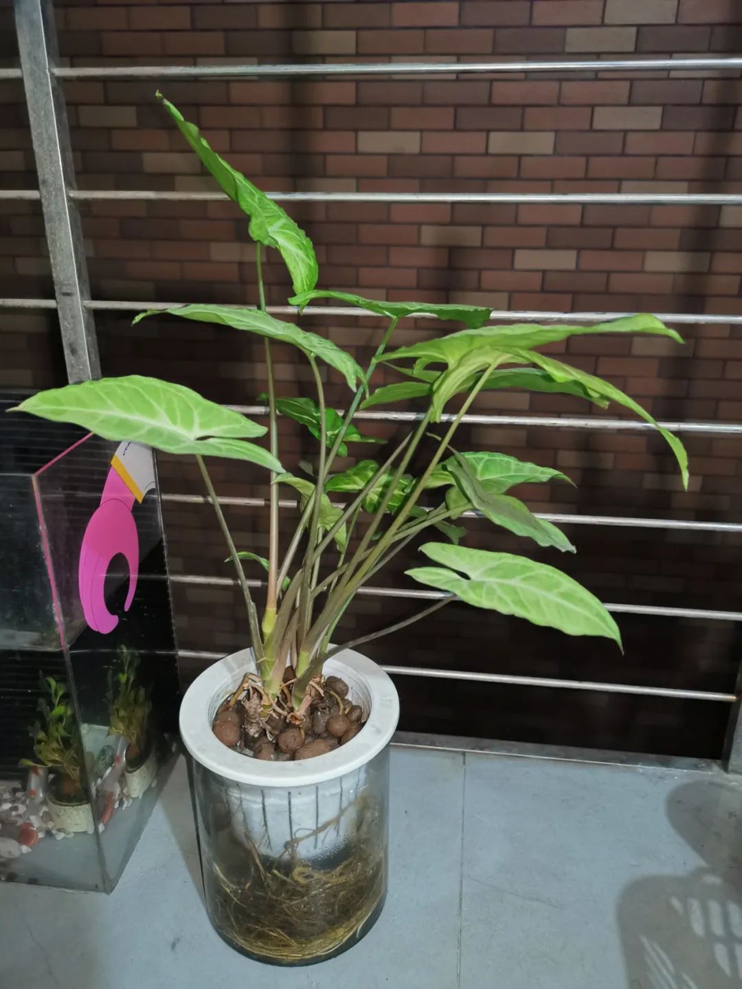 水培合果芋怎么修剪,合果芋水培根系发达吗