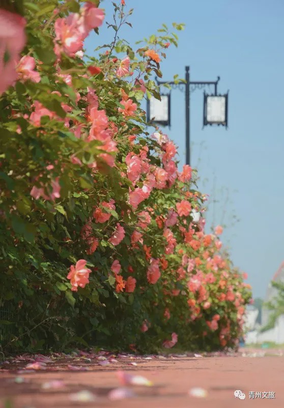 花满青州——初夏清浅微风起，蔷薇月季满城香