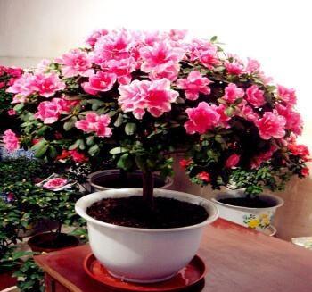 杜鹃长得不茂盛怎么办,杜鹃不开花怎么办教你一招