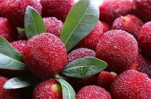 杨梅每一个大概有多少虫子,所有杨梅上都有果蝇吗