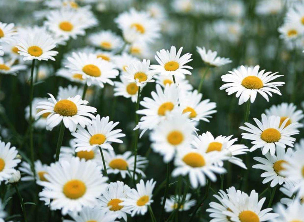 适合养在卧室的灵草,薄荷草适合在卧室内养会影响睡眠