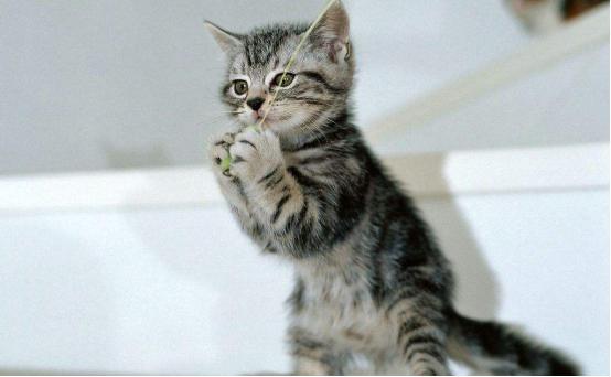 怎么阻止猫咪乱抓东西,怎么样不让猫咪抓虫子
