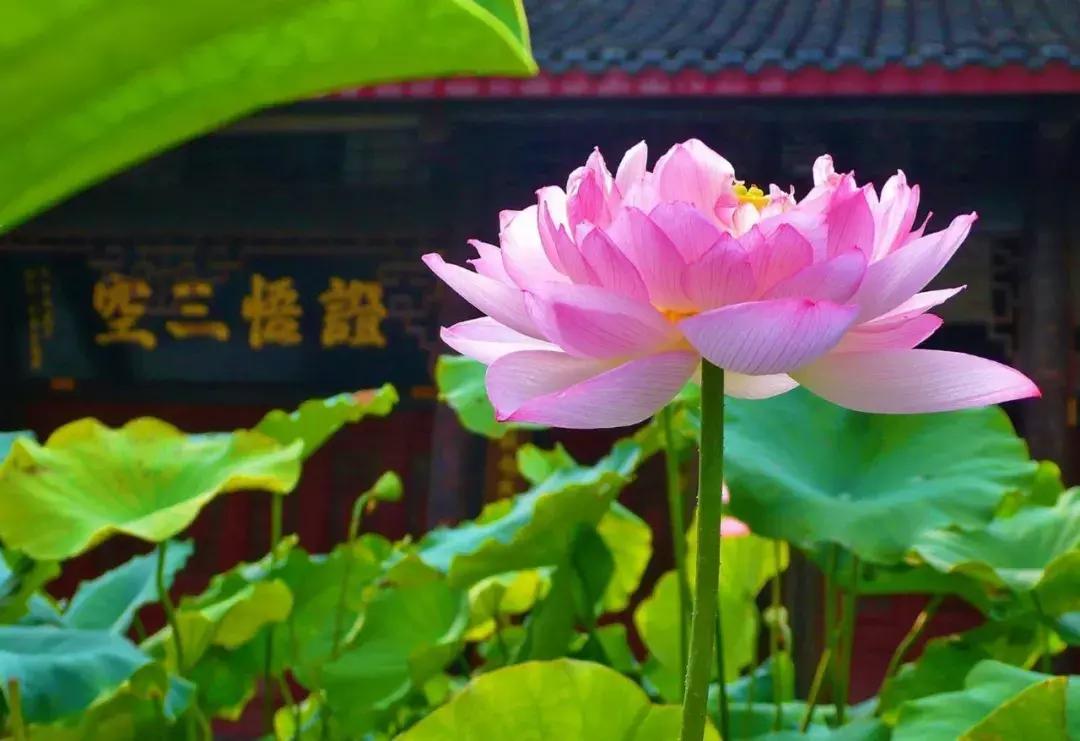 对佛菩萨真正的供养是什么,家里供养佛菩萨要每天上香吗