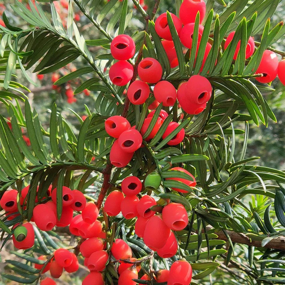 家中常见的这6种花草都有毒！平时养护要小心