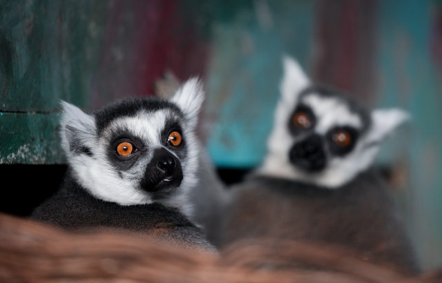 索尼alpha1相机评测,索尼alpha微单评测