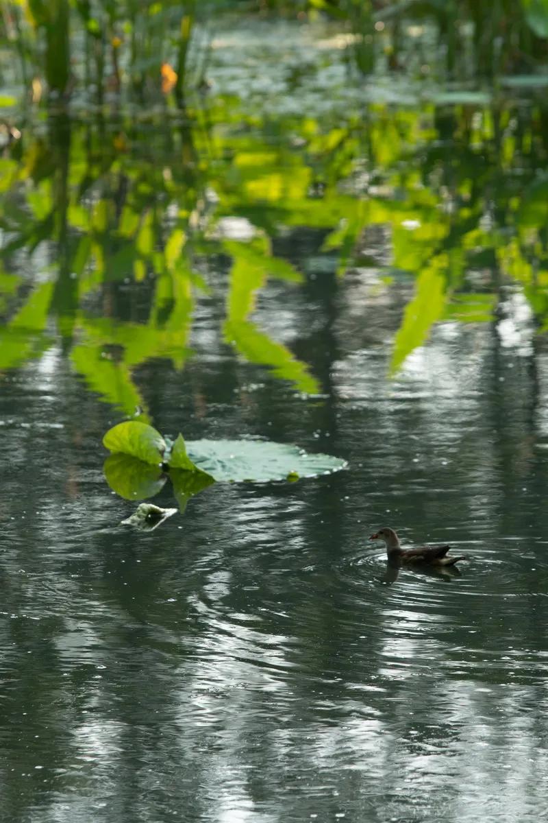 武汉华侨城湿地公园绿化,华侨城生态湿地公园武汉什么区