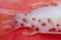 鱼类寄生虫有哪些,鱼类寄生虫的科普知识