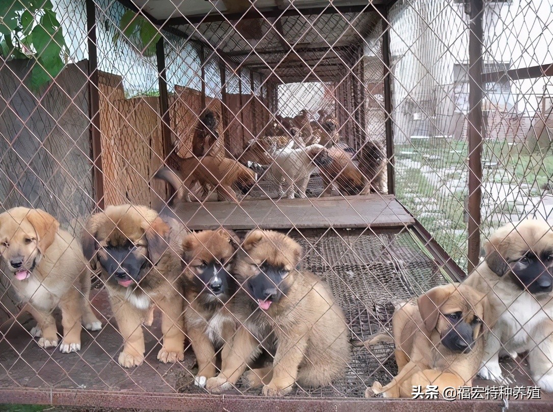 肉狗养殖场肉狗价格是多少,肉狗苗的价格究竟是多少