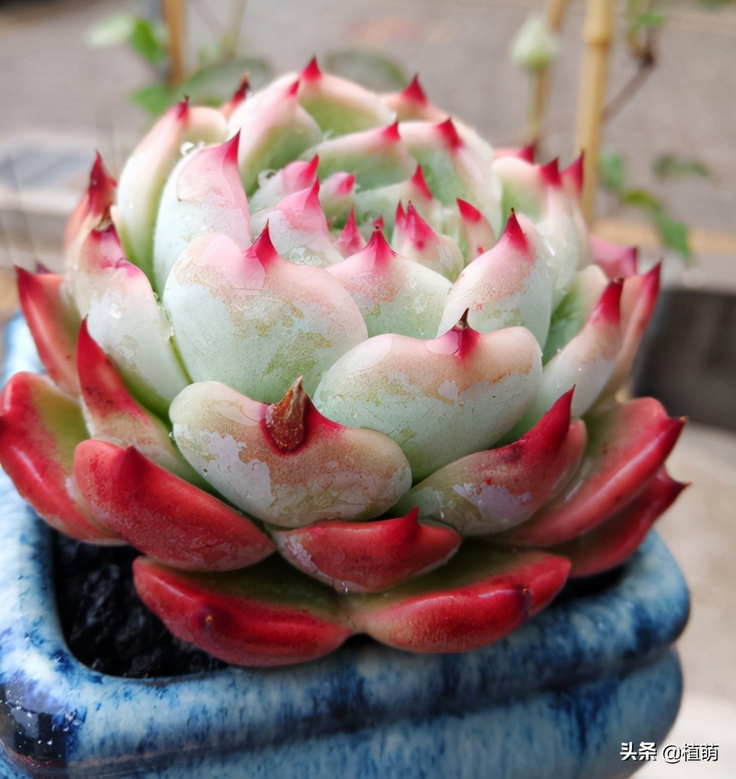 吉娃娃最佳控养方法,有人觉得吉娃娃好吗