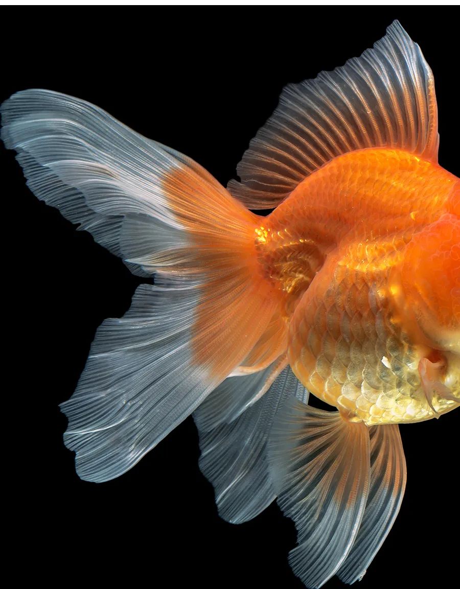 画金鱼儿童画,儿童画教程大全简单漂亮的花