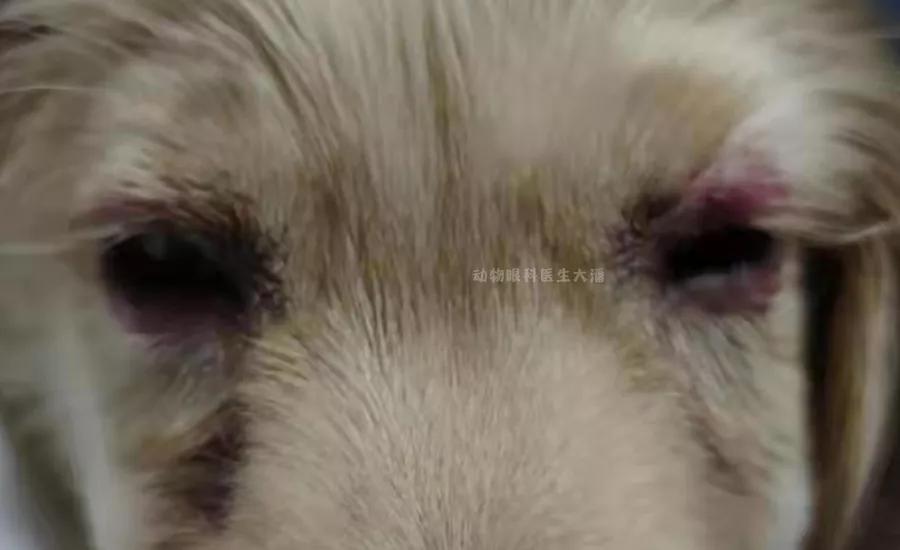 金毛化脓性结膜炎,金毛犬有眼角炎怎么办