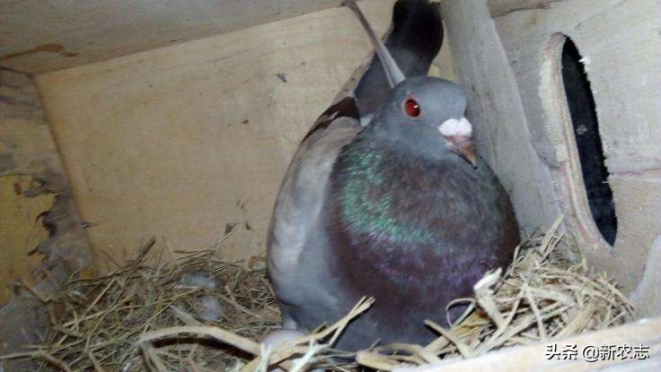养殖一万只鸽子一年的利润,男子养鸽子30年投入5000万