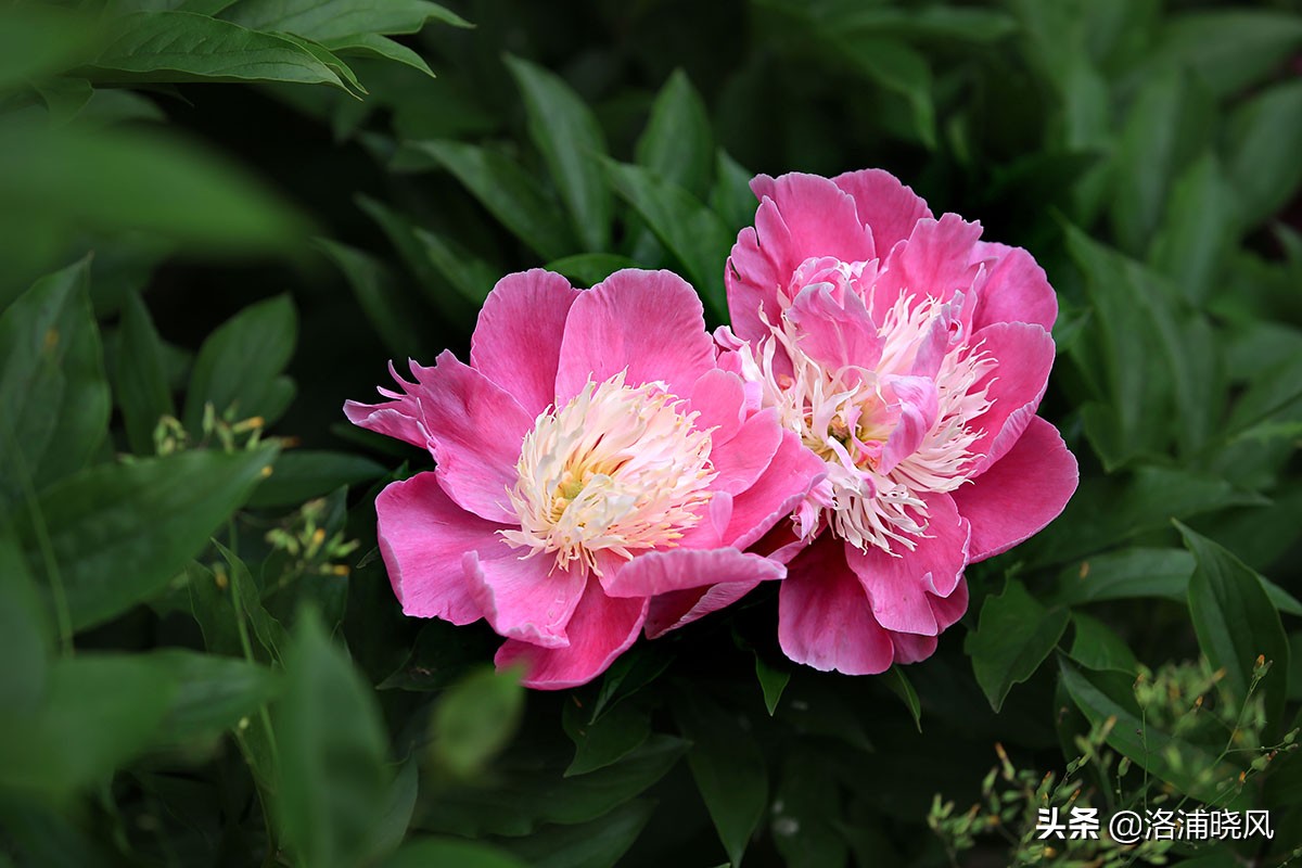 大院绿化的回忆——顺便看看院里的芍药定个究竟有多少种？