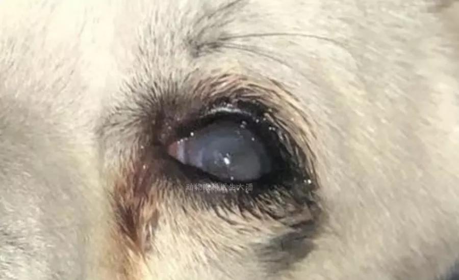 狗狗眼睛穿孔是什么样子,狗狗眼睛穿孔和溃疡是什么情况