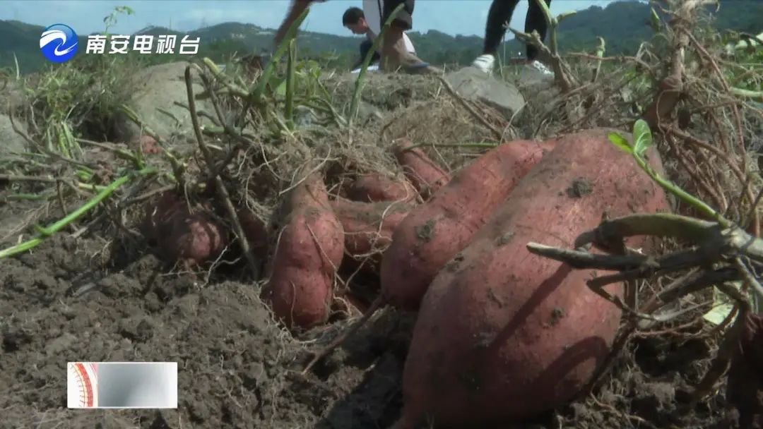 手慢无~南安官桥600亩曙光甘薯丰收啦