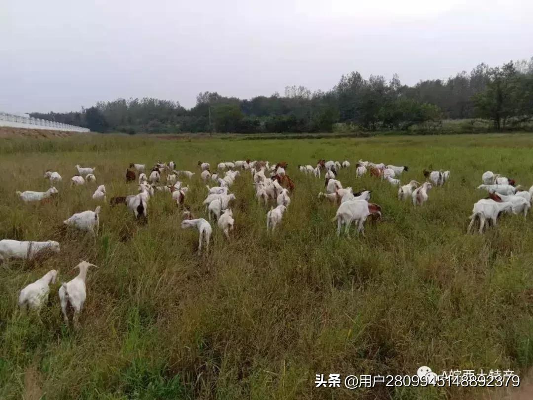 皖西农家土特产,皖西特产有哪些