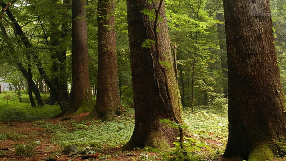 头骨最值钱鸟,头骨很珍贵的鸟