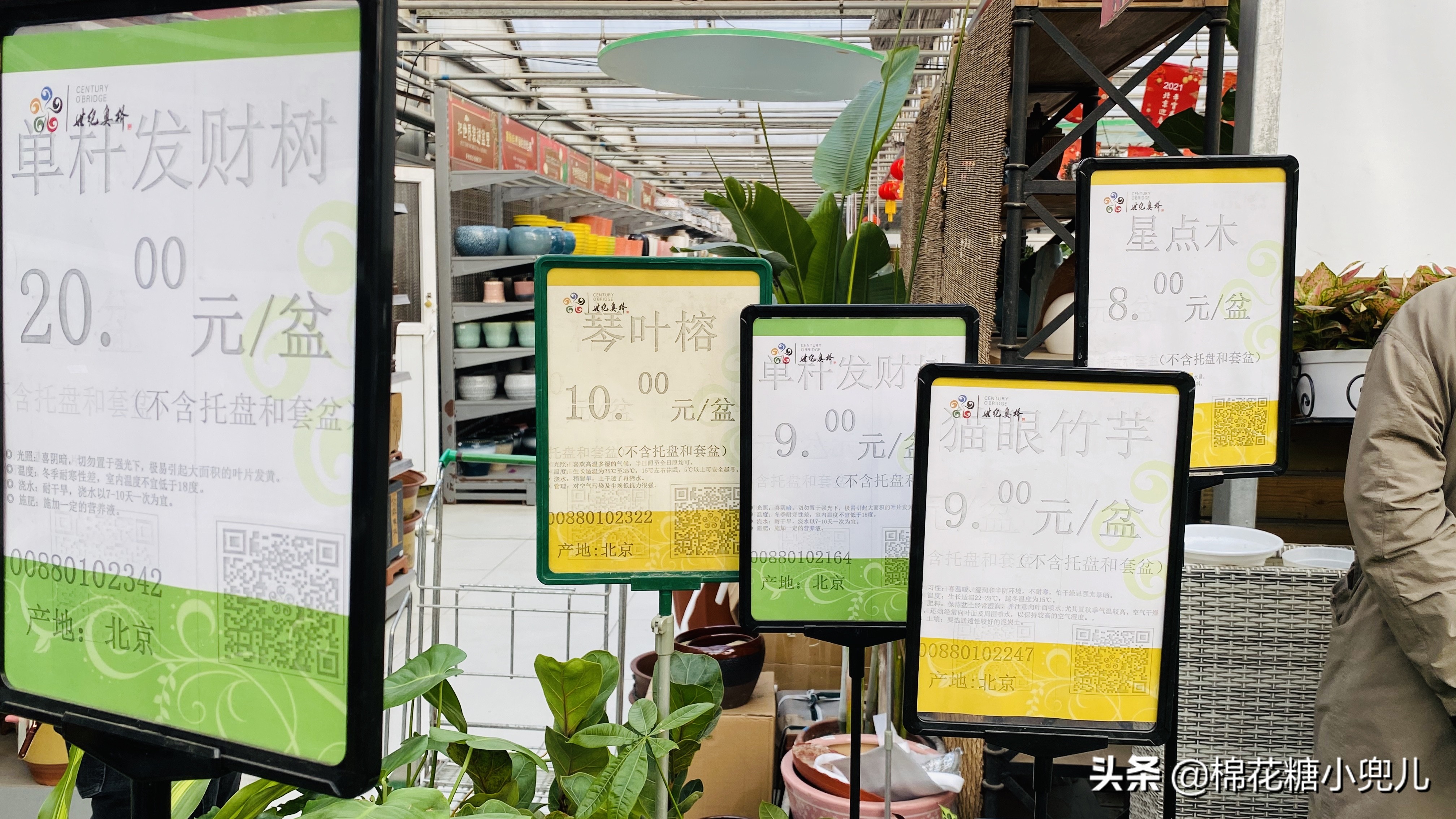 北京南四环花卉绿植批发市场,北京开一家鲜花店