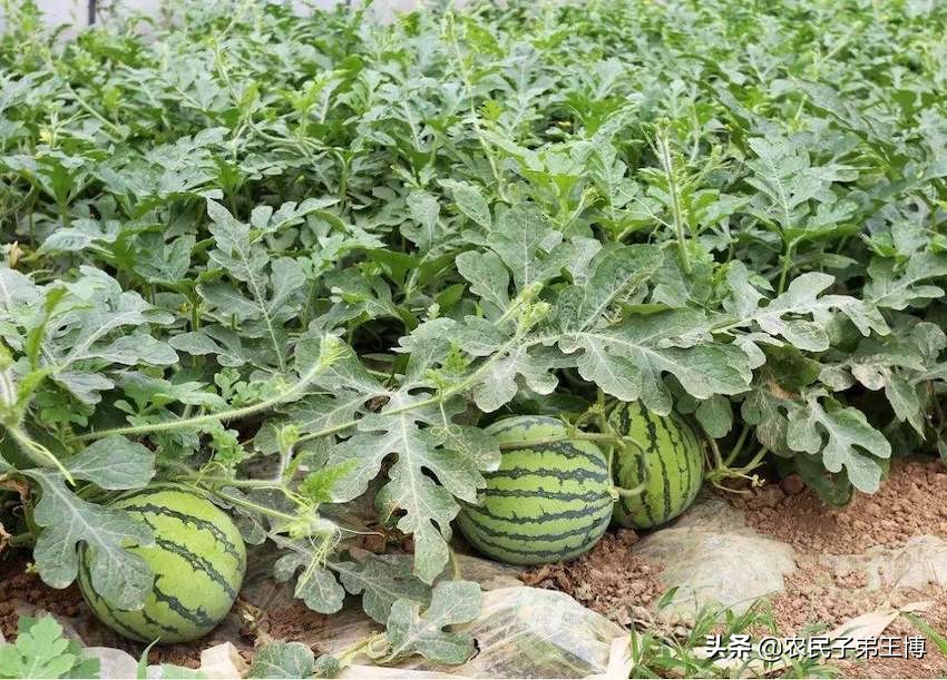 种的西瓜不结果怎么办,西瓜怎么样才能增甜膨果快