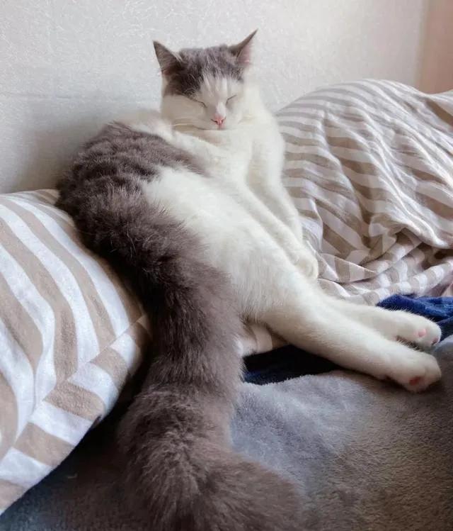 猫的终极凡尔赛：你的屏幕放不下我的腿