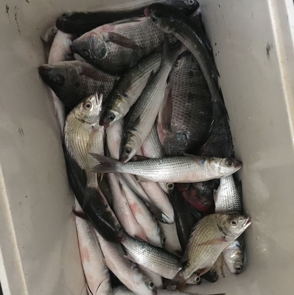 咸水罗非和淡水罗非是一种吗,咸水罗非比淡水罗非长得快吗